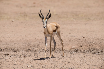 Springbok, Antidorcas marsupialis, Afrique du Sud