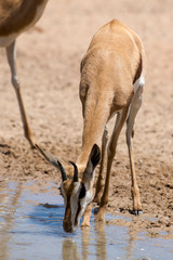 Springbok, Antidorcas marsupialis, Afrique du Sud