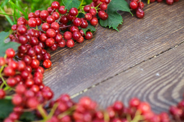 Viburnum berries with bunches. Viburnum on wooden background