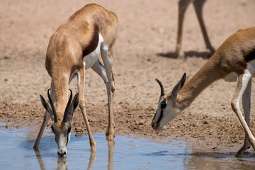 Springbok, Antidorcas marsupialis, Afrique du Sud