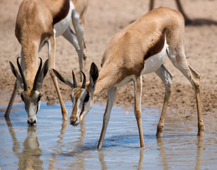 Springbok, Antidorcas marsupialis, Afrique du Sud