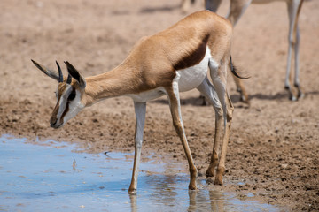 Springbok, Antidorcas marsupialis, Afrique du Sud