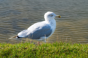 Close up of a sea gull on the green grass in the sunlight