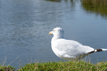 Close up of a sea gull on the green grass in the sunlight