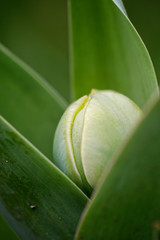 Knospe einer Tulpe