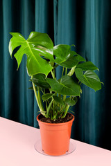 curtain monstera deliciosa