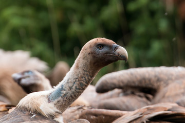 Vautour fauve, Gyps fulvus