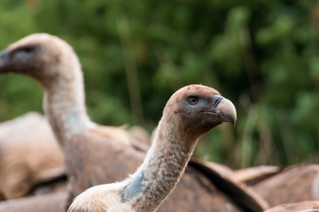 Vautour fauve, Gyps fulvus