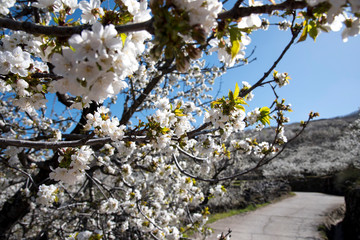 Valle del Jerte in Caceres Extremaduar Spain with cherry blossoms water waterfalls and villages