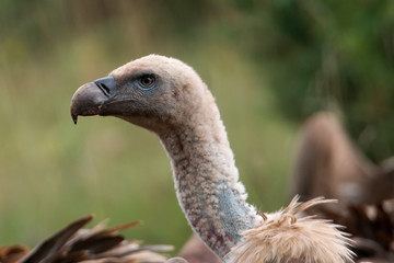 Vautour fauve, Gyps fulvus