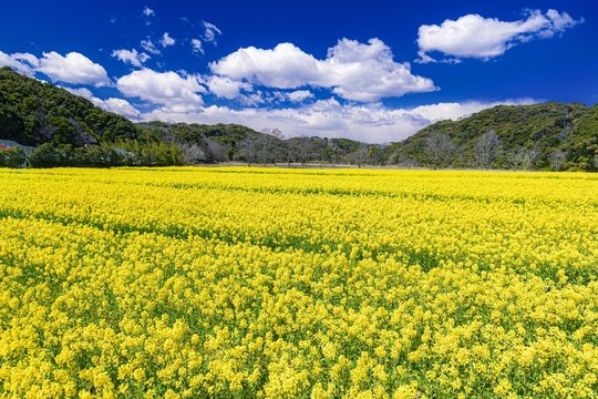 静岡県・磐田市 春の桶ヶ谷沼の菜の花の風景