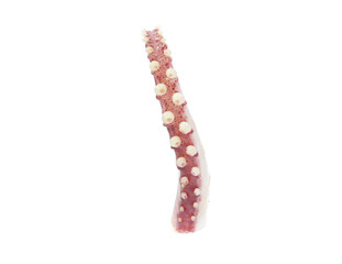tentacles of octopus isolated on white background