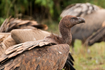 Vautour fauve, Gyps fulvus
