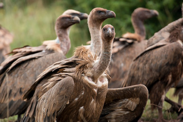 Vautour fauve, Gyps fulvus