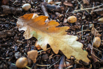 Dry yellow leaves and dry brown acorns on the ground in autumn