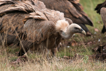Vautour fauve, Gyps fulvus