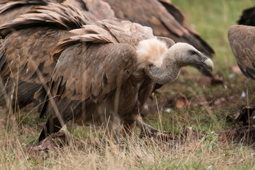 Vautour fauve, Gyps fulvus