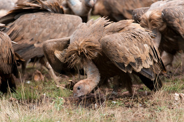 Vautour fauve, Gyps fulvus