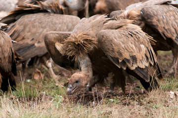 Vautour fauve, Gyps fulvus