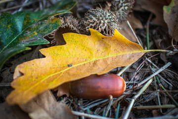 Dry yellow leaves and dry brown acorns on the ground in autumn