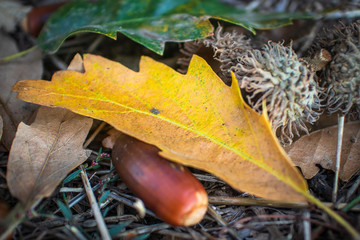 Dry yellow leaves and dry brown acorns on the ground in autumn