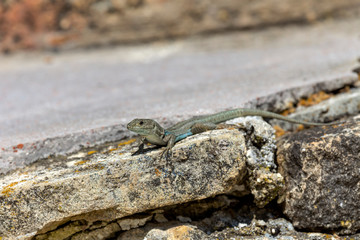 Lizard (Podarcis peloponnesiacus) sitting on a stones close-up in a sunny day