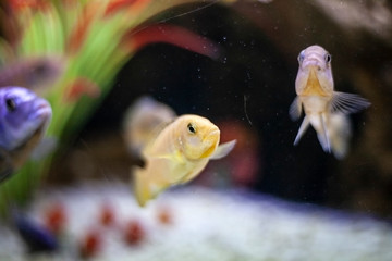 Fish in the aquarium. Colorful fish swim in the water. Exotic fish of bright color. Beautiful background under water.
