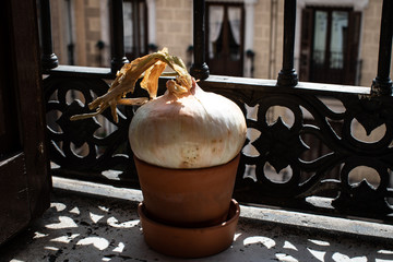 Real big and fresh onion