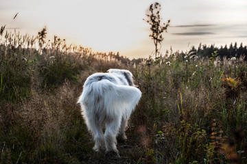 Fluffy dog on a prog. A big dog walks in the forest. The regimen of the day of the dog.