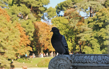 Pigeon perched on stone railing