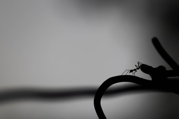 Ants on a wire - Searching for food 