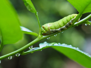green worm on the green leaf