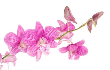 Abwaschbare Fototapete rosafarbene Orchideenblüten isoliert auf weißem Hintergrund © Poramet