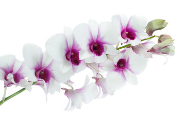 Fototapeta na wymiar White orchid isolated on white