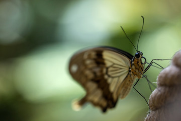 Mocker Swallowtail (Papilio dardanus ) butterfly