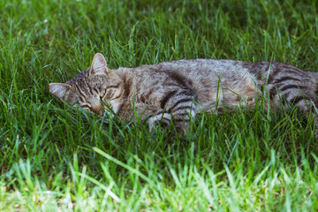 Cat In The Green Grass. The cat is resting.