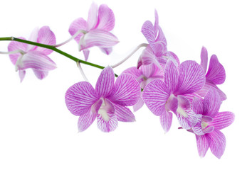 Obraz na płótnie Canvas pink orchid flowers isolated on white background