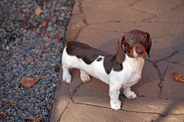 puppy dog portrait sun light 