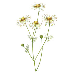 Chamomile or Daisy bouquets, white flowers. Realistic botanical sketch on white background for design, hand draw illustration in botanical style.