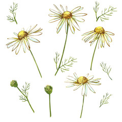 Obraz premium Chamomile or Daisy bouquets, white flowers. Realistic botanical sketch on white background for design, hand draw illustration in botanical style.