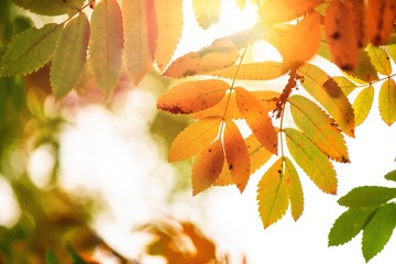 Nice yellow orange red leaves  nature background abstract macro close up autumn