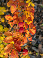 beautiful and colorful leaves in sunlight, autumn
