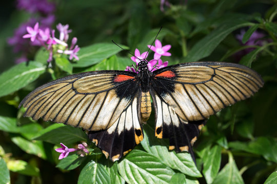 Great Yellow Mormon butterfly (Papilio lowi or Papilio lowii)