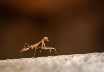 close uo portrait of a praying mantis.