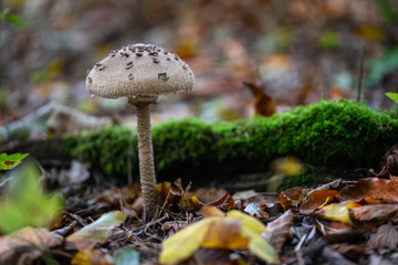 A walk at the Six Lake District in Duisburg in autumn