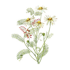 Chamomile or Daisy bouquets, white flowers. Realistic botanical sketch on white background for design, hand draw illustration in botanical style.