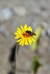 bee on yellow flower