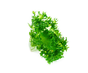 Fresh lettuce leaves isolated on white background