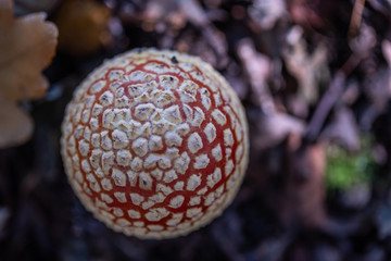 Toadstool at the Six Lake District in Duisburg in close-up
