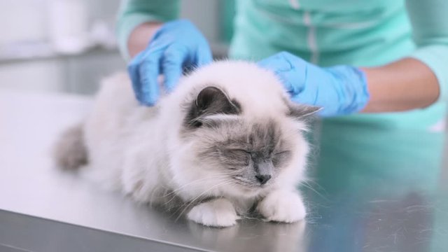 Professional vet examining a cat at the pet clinic
